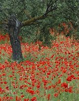 Wild poppies in Andalucia.