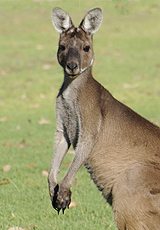 The Aussie Kangaroo.