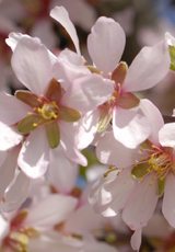 Almond Blossom.