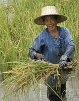 The Chiang Mai rice harvest.