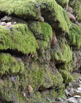Stone walls with velvety moss