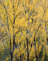 Autumn trees Sierra de Aracena