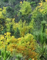 Foliage in the fall