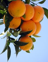 Fresh oranges from Cyprus