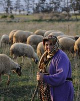 Shepherdess grazing her sheep