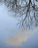 Reflections in the Tablas de Daimiel.