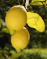 Andalucia in January, lemons