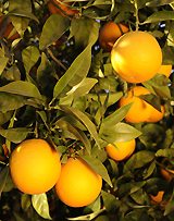 Andalucia in January, oranges