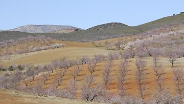 Patchwork of almond trees, Andalucia