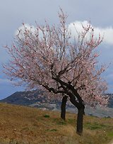 Two almond trees in bloom, below a moody sky