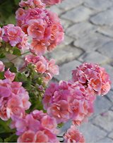 Pink Geraniums Finca Cortesin