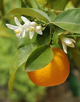 Orange blossom season