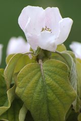 Spring flowers