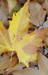 Autumn colours of Plasencia