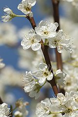 Spring cherry blossom