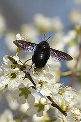 Blossom and bees in Extremadura