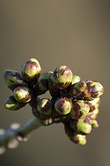 Late blossoming cherry tree, adamant to keep its buds tightly shut, Valle del Jerte, Extremadura