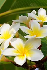 Frangipani flowers in the Raffles Hotel gardens