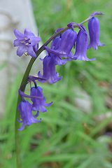 Michelle visited a bluebell wood near her birthplace in Durham