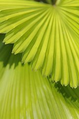 Tropical rain brings out lush green foliage in the hotel gardens