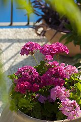 Summer florals at the poolside