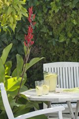 Refreshing lemonade in the shade