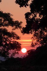 Sunset through the cork trees near Grazalema