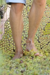 A close-up of the treading of the grapes.