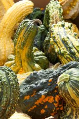 Pumpkins and gourds for sale on Amish farms.