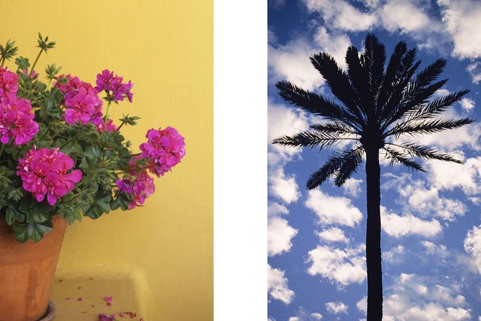 Geranium, Andalucia © Michelle Chaplow Photography